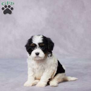 Demi, Cavapoo Puppy